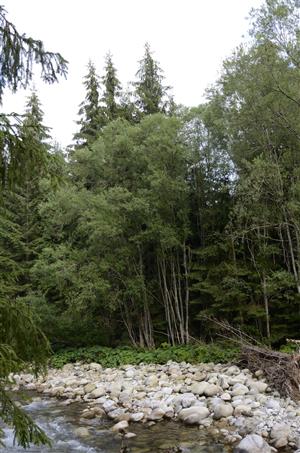 Porast Salix elaeagnos na brehu rieky Belá.