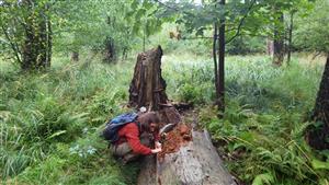 TML, padnutý buk s nálezom Rhysodes sulcatus