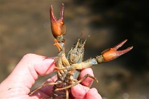 Astacus astacus