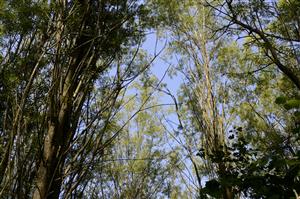 Pohľad do lužného lesa so Salix elaeagnos.