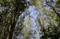 Pohľad do lužného lesa so Salix elaeagnos.