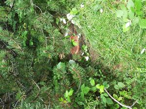 Umiestnenie zemnej pasce s návnadou v teréne. Chytací bod: Medz04. Habitat: Ekotón porastov Pinus mugo s extenzívne využívanou podmáčanou horskou lúkou. 