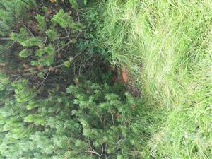 Umiesteneie zemnej pasce s návnadou v teréne. Chytací bod: Medz05. Habitat: ekotón porastov Pinus mugo s extenzívne využívaným podmáčaným horským pasienkom.