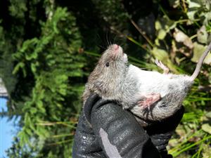 Odchytený živý jedinec Microtus subterraneus - pohlavne aktívny samec. Chytací bod: Medz01.