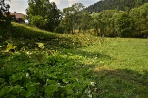 lokalita