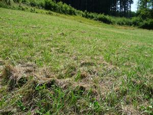 Pohľad na pokosený porast - na niektorých miestach zostalo značné množstvo biomasy