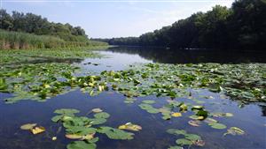 TML (časť paleopotamon)