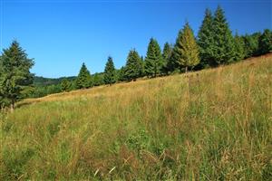 Pohľad na Z časť lokality