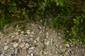 Horské vodné toky a ich drevinová vegetácia so Salix eleagnos (23.8.2015)