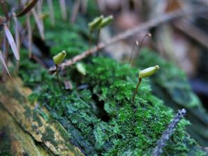 Buxbaumia viridis