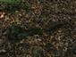 TMP_8 (hnijúci kmeň s výtrusnicami Buxbaumia viridis)