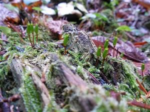 Buxbaumia viridis