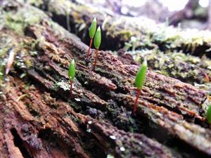 Buxbaumia viridis