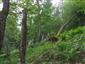 Javorovo-bukové horské lesy (25.6.2014)