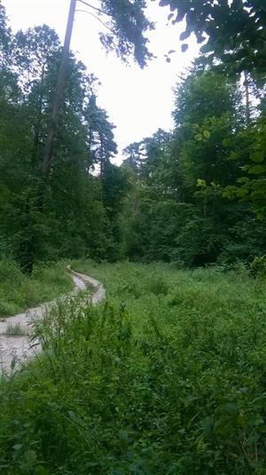 TMP2 – zmiešaný porast (cca 80 ročný)