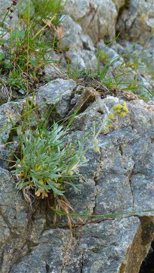 Artemisia eriantha