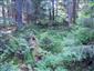 Brezové, borovicové a smrekové lesy na rašeliniskách (7.7.2014)