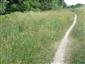 jašterica bystrá (25.7.2015)