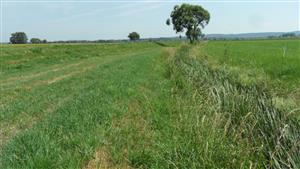 Chrastince, stred TML, dobrý stav lokality je udržiavaný kosením, makrofyta Sparganium erectum, Glyceria maxima, Leersia orysoides