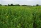 V poraste prevláda Solidago gigantea a Calamagrostis epigejos