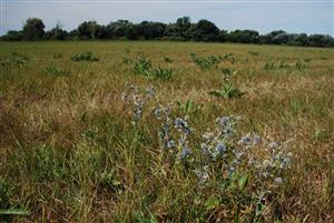 Eryngium planum v poraste otavy kosenej aluviálnej lúky