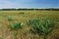 Plantago altissima v poraste