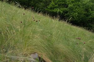lokalita, detail so Stipa dasyphylla