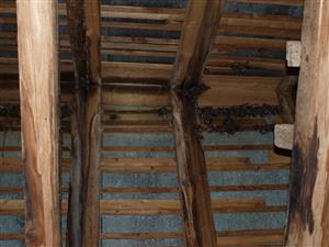 kolónia Myotis myotis