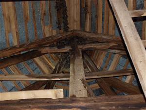 kolónia Myotis myotis