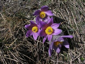 Pulsatilla slavica z lokality