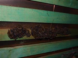 kolónia Mema v podkroví