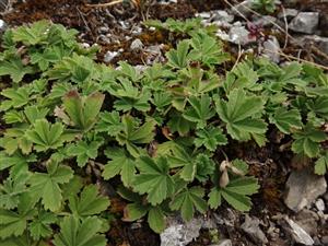 Potentilla arenaria, prvý nález pre Veľkú Fatru