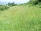 Suchomilné travinnobylinné a krovinové porasty na vápnitom podloží (*dôležité stanovištia Orchideaceae) (7.6.2015)