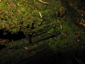 Buxbaumia viridis (1 výtrusnica) na hnijúcom dreve na TMP_3