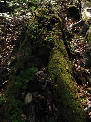 časť TMP_4b, na ktorej sa vyskytujú jedince Buxbaumia viridis