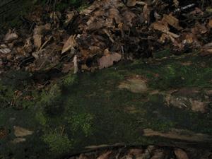 časť TMP_7b, kde sa vyskytuje Buxbaumia viridis