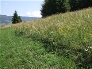 okrajový pás, ktorý sa nekosí