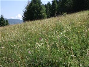 okrajový pás, ktorý sa nekosí