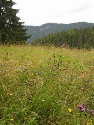 pohľad do porastu v neposenej časti