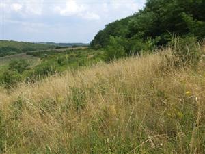 Kiarov, zarastajúce opustené lúky - pohľad na východ