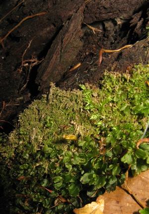Buxbaumia viridis (1 výtrusnica) na časti TMP_2