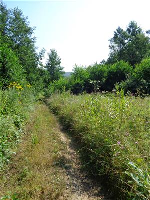 Vlachovo, nad roľníckym družstvom_pohľad na náhradnú plochu TML6430_185 