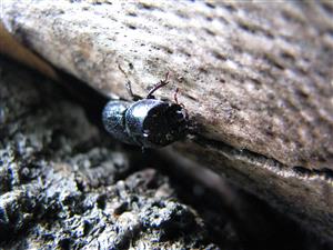 Sinodendron cylindricum zaznamenaný v rámci TMP-2.