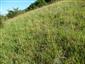 Suchomilné travinnobylinné a krovinové porasty na vápnitom podloží (*dôležité stanovištia Orchideaceae) (25.6.2015)