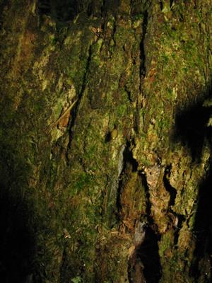 Buxbaumia viridis na TMP_1