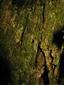 Buxbaumia viridis na TMP_1
