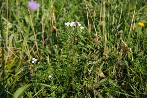 detail na Achillea ptarmica