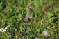 detail Serratula tinctoria a Sanguisorba officinalis