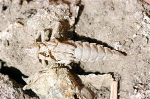 exúvia Stylurus flavipes nájdená na TML_StylFlav_015