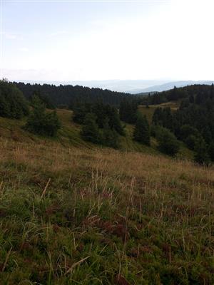 Habitat hôľneho spoločenstva s dominanciou Vaccinium myrtillus a Calamagrostis villosa.